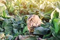 Mucous bacteriosis of white-headed cabbage. Defeat disease vegetables on the field. Bad harvest. Agriculture. Farming.