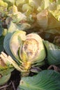 Mucous bacteriosis of white-headed cabbage. Defeat disease vegetables on the field. Bad harvest. Agriculture. Farming.