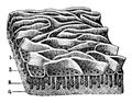 Mucous Membrane from the Jejunum, vintage illustration