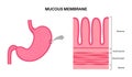 Mucous membrane structure