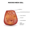 Mucous neck cell Royalty Free Stock Photo