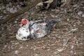 The mucovy duck is resting next to the water