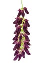 Mucuna pruriens flower