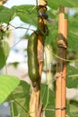 Mucuna pruriens, fruit on tree and growthing in the garden.
