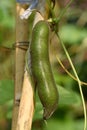 Mucuna pruriens, fruit on tree and growthing in the garden.