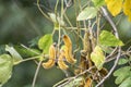 Mucuna pruriens Nettles on tree