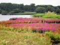 Mud bank vegetation with Red Goosefoot Royalty Free Stock Photo