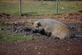 Mud Bath on a Hot Day Royalty Free Stock Photo