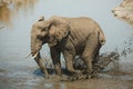 Mud bath elephant Royalty Free Stock Photo