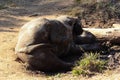 Mud Bathing Black Rhinoceros Cow Diceros bicornis Royalty Free Stock Photo