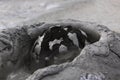 Mud bubble ready to burst Royalty Free Stock Photo
