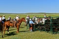 Cowboys and cowgirl in a roundup and branding scene Royalty Free Stock Photo