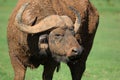 Mud Caked Cape Buffalo