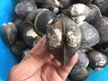 Mud or mangrove clam, Geloina coaxans Royalty Free Stock Photo