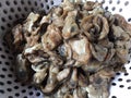 Mud or mangrove clam, Geloina coaxans Royalty Free Stock Photo