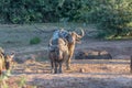 Mud covered buffaloes at sunset