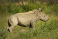 Mud Covered Rhino Calf