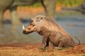 Mud covered warthog Royalty Free Stock Photo