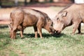 Mud covered warthogs feeding on grass Royalty Free Stock Photo