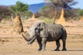 Mud covered white rhino among termite mounts in Namibia