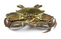 Mud Crab