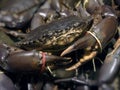 Mud crab