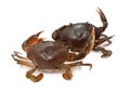 Crab. Royalty Free Stock Photo