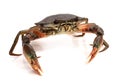 Crab. Royalty Free Stock Photo