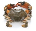 Mud crab male Royalty Free Stock Photo