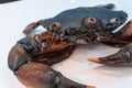 Mud Crab Scylla serrata covered in the antifouiling Royalty Free Stock Photo