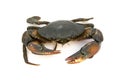 Mud Crab Scylla serrata