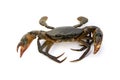 Mud Crab Scylla serrata Royalty Free Stock Photo