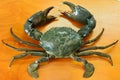 Mud crab Scylla serrata Royalty Free Stock Photo