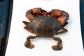 Mud Crab Scylla serrata on a white plate ready to cook Royalty Free Stock Photo