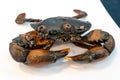 Mud Crab Scylla serrata on a white plate ready to cook