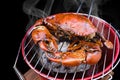 mud crab on stove grill on black background.