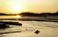 Mud crab at sunset Royalty Free Stock Photo