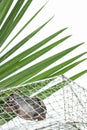 Mud Crab in a Trap with a Nipa Palm Leaf on a White Background Royalty Free Stock Photo