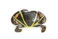 Mud Crab was tied with rope Royalty Free Stock Photo