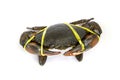 Mud Crab was tied with rope Royalty Free Stock Photo