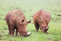 Mud encrusted rhinoceros eatin Royalty Free Stock Photo