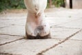 Mud fever, pastern dermatitis in lower limbs of horses leg