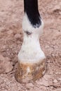 Mud fever, pastern dermatitis in lower limbs of horses leg Royalty Free Stock Photo