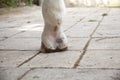 Mud fever, pastern dermatitis in lower limbs of horses leg Royalty Free Stock Photo