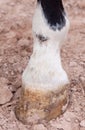 Mud fever, pastern dermatitis in lower limbs of horses leg Royalty Free Stock Photo