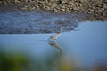 Mud flat with a Great Blue Heron Royalty Free Stock Photo