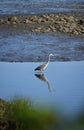 Mud Flat and Shallow Waters with a Great Blue Heron Royalty Free Stock Photo