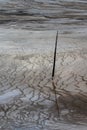 Mud Formations around the Grand Prismatic Spring Royalty Free Stock Photo