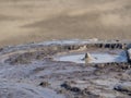 Mud and gas eruptions in vulcanii noriosi reserve, romania, near berca buzau county Royalty Free Stock Photo