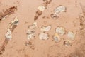 Mud ground with human footprints Royalty Free Stock Photo